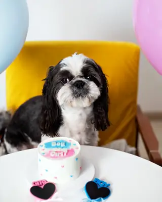 Песик зі святковим тортиком Nosyk Cake
