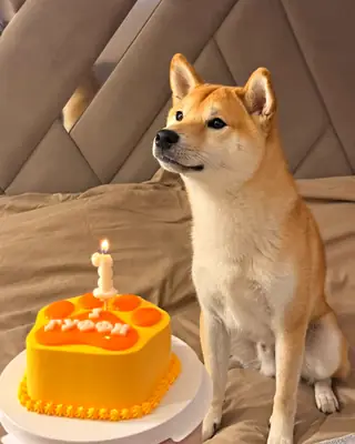 Песик зі святковим тортиком Nosyk Cake