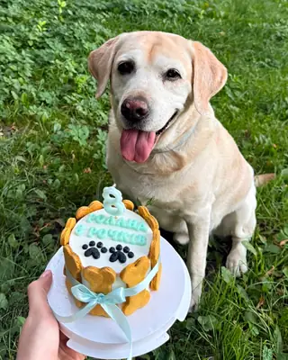 Песик зі святковим тортиком Nosyk Cake