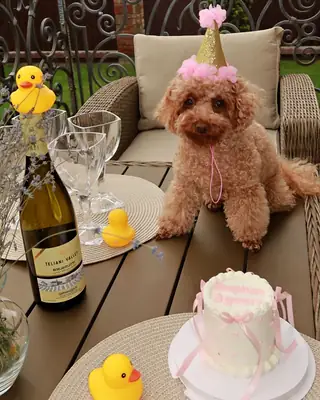 Песик зі святковим тортиком Nosyk Cake